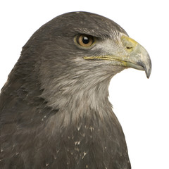 Naklejka premium Black-chested Buzzard-eagle () - Geranoaetus melanoleucus