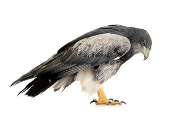 Black-chested Buzzard-eagle () - Geranoaetus melanoleucus