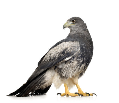Black-chested Buzzard-eagle - Geranoaetus melanoleucus