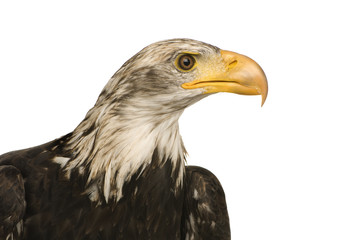 Young Bald Eagle (5 years) - Haliaeetus leucocephalus