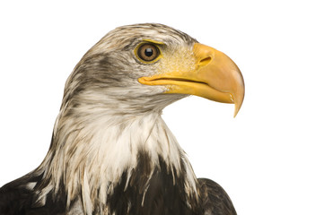 Young Bald Eagle (5 years) - Haliaeetus leucocephalus