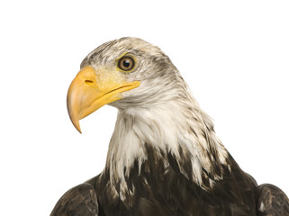 Young Bald Eagle (5 years) - Haliaeetus leucocephalus