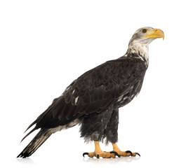 Young Bald Eagle (5 years) - Haliaeetus leucocephalus