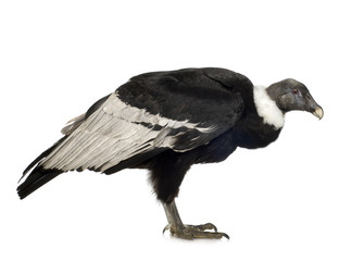 Andean Condor - Vultur gryphus (15 years)