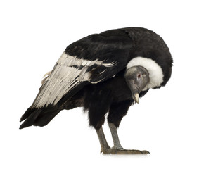 Andean Condor - Vultur gryphus (15 years)