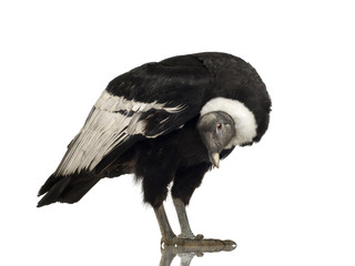 Andean Condor - Vultur gryphus (15 years)