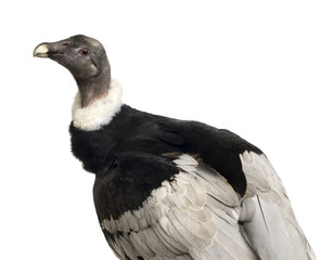 Andean Condor - Vultur gryphus (15 years)