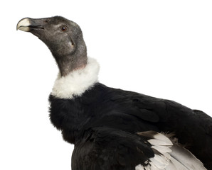 Andean Condor - Vultur gryphus (15 years)