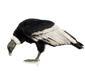 Andean Condor - Vultur gryphus (15 years)