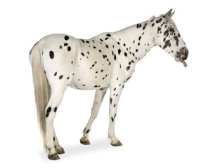 Appaloosa horse