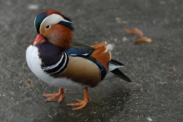 Mandarin duck