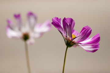 Fototapeta premium Close-up of beautiful purple flower