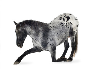 Naklejka premium Appaloosa horse