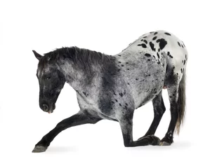 Gordijnen Appaloosa paard © Eric Isselée