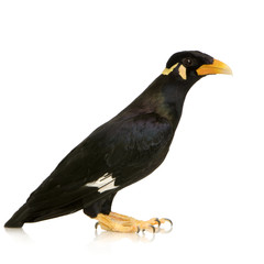 Common Myna - Acridotheres tristis