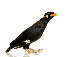 Common Myna - Acridotheres tristis