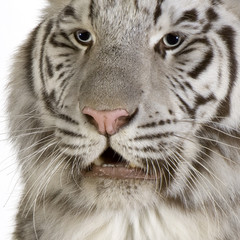 White Tiger in front of a white background