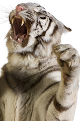 White Tiger in front of a white background