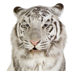 White Tiger in front of a white background
