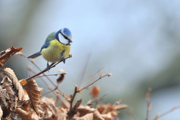 Mésange bleue - Parus caeruleus