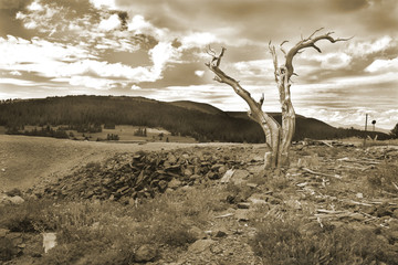 Stark trunk of  tree marks lanscape decimated by mines