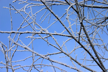 Obraz premium frosty branches #1