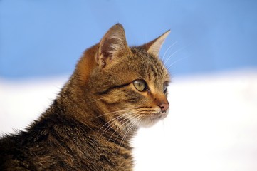 cat profile