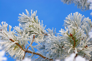 winter branch