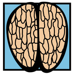 top view of an human brain
