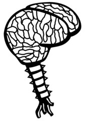 brain with spinal column