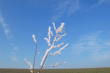 Mitten im Feld - Winter