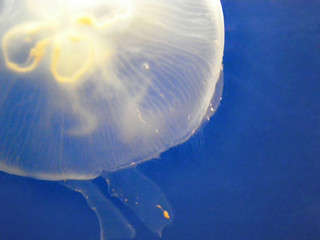 Fototapeta premium Jellyfish