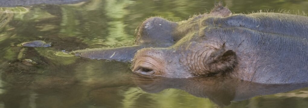 Hippopotame