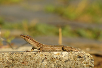Lézard des murailles,aude