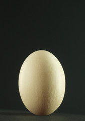Egg