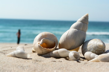 vacances d'ete et coquillages
