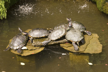 Obraz premium tartarughe acquatiche