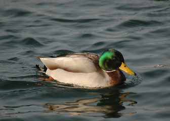 Obraz premium Stockente