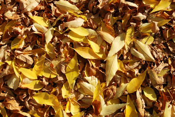 Fall leavs on the ground..