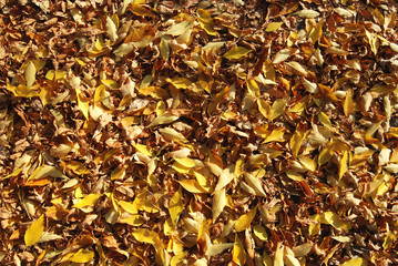 Fall leavs on the ground.