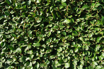 Obraz premium Leaves wall.