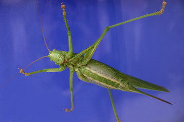 Grashüpfer