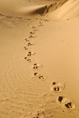 A good to walk in the sand.
