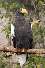 Bird of prey from Moscow zoo
