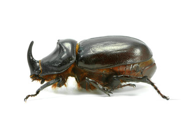 Nashornkäfer 1