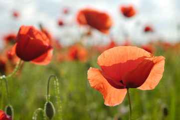 Red Poppy Flowers