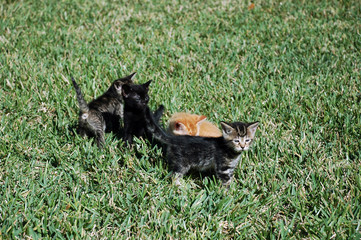 View of Four Kittens Playing in the Grass