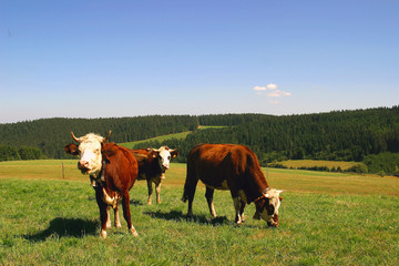 Kühe