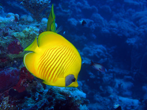 Pesce farfalla