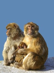 famille de singe